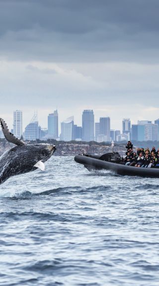 クジラのいた夏('14ポニーキャニオン/HORIZON/サモワール/ユナイテッ… Into the Blue Earth Happy dolphins #intotheblue